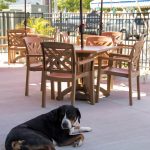 dog sits on ground outside at restaurant